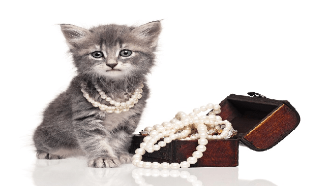 קופסת תכשיטים וגור חתולים