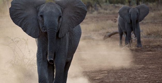 דה בירס יהלומים הסביבה